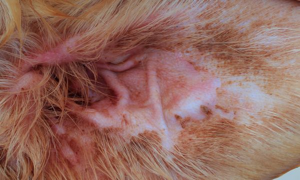 1. Coconut oil helps soothe cats’ & dogs’ itchy ears, ear mites & infections Use coconut oil ear drops. Coconut oil has both antimicrobial and anti-viral properties. Place a couple of drops of coconut oil into each ear canal. If the coconut oil has solidified, you can easily liquefy it by placing a small amount in a shot glass or other small container and placing it into a cup of hot water. Consider chiropractic.